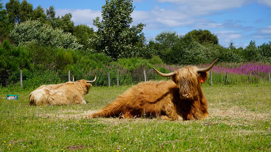 Inverness Private Tour - 