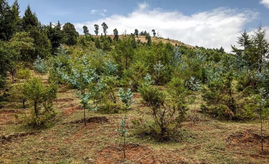 Addis Ababa Private Tour - 