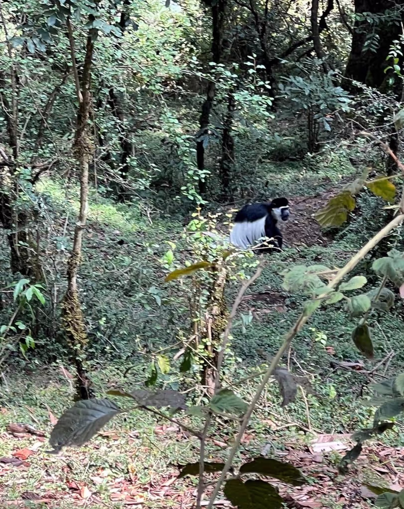 Addis Ababa Private Tour - 