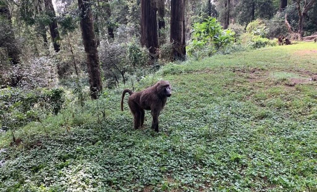 Addis Ababa Private Tour - 