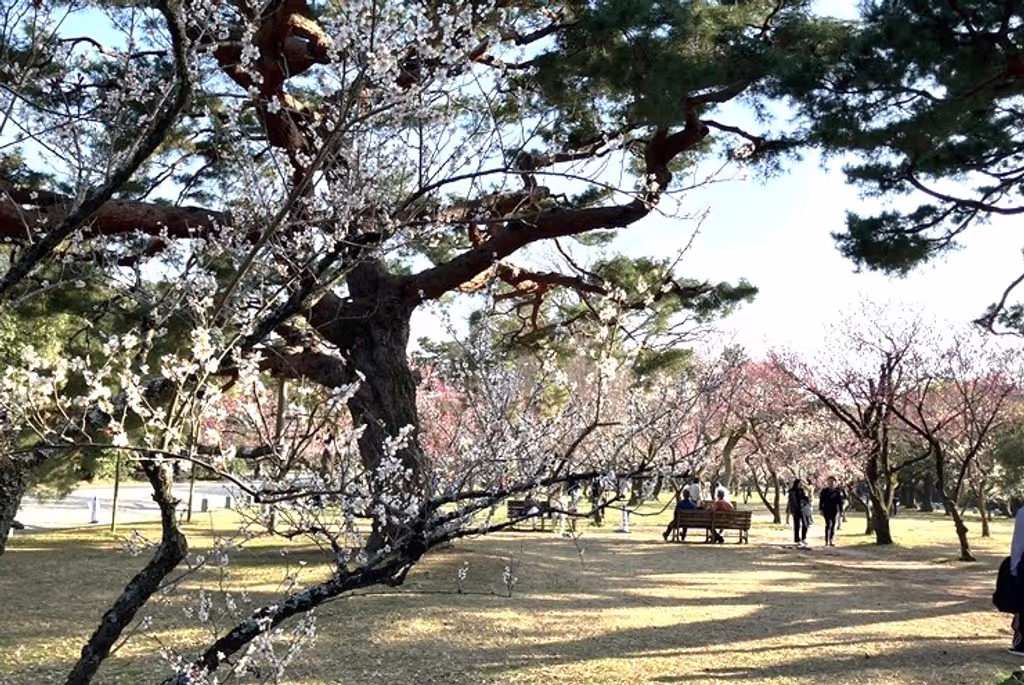 Kyoto Private Tour - Olum Trees in Kyoto Gyoen
