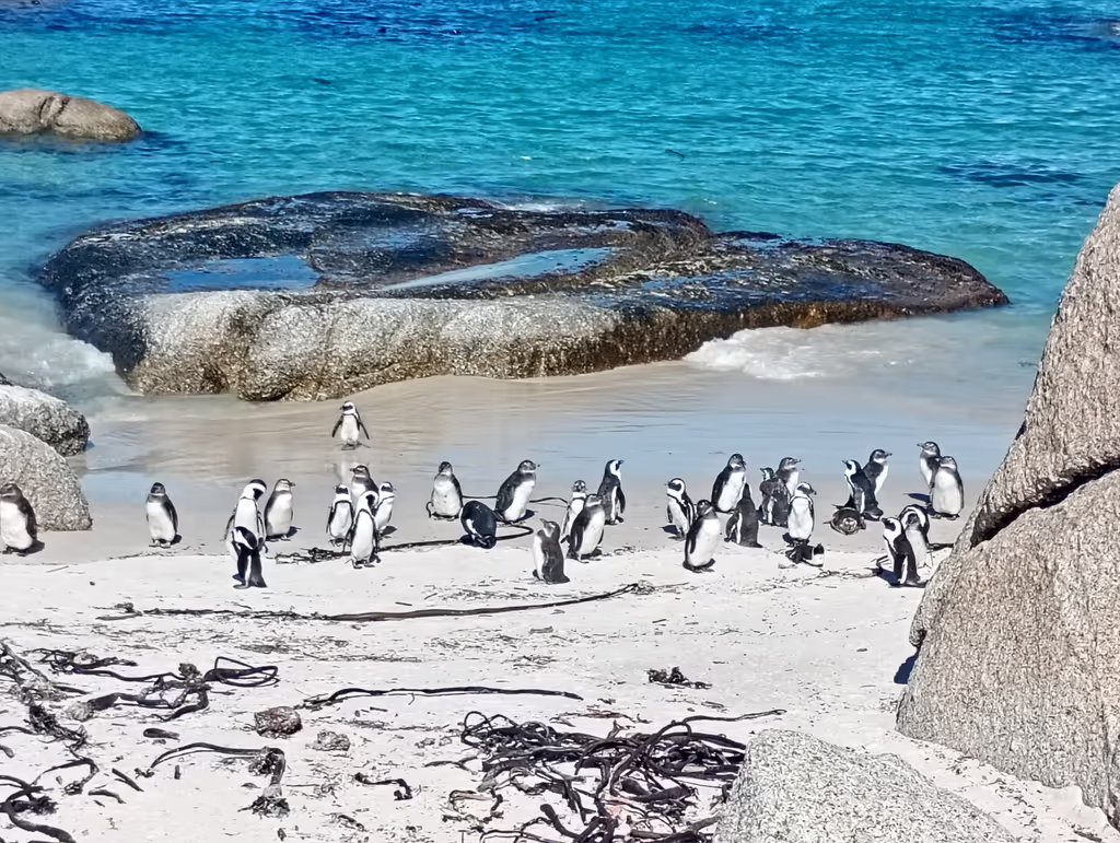 Cape Town Private Tour - 