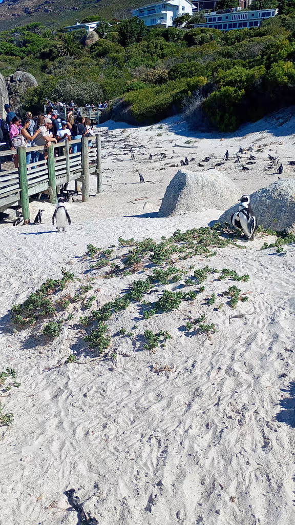 Cape Town Private Tour - 