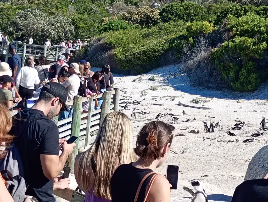 Cape Town Private Tour - 