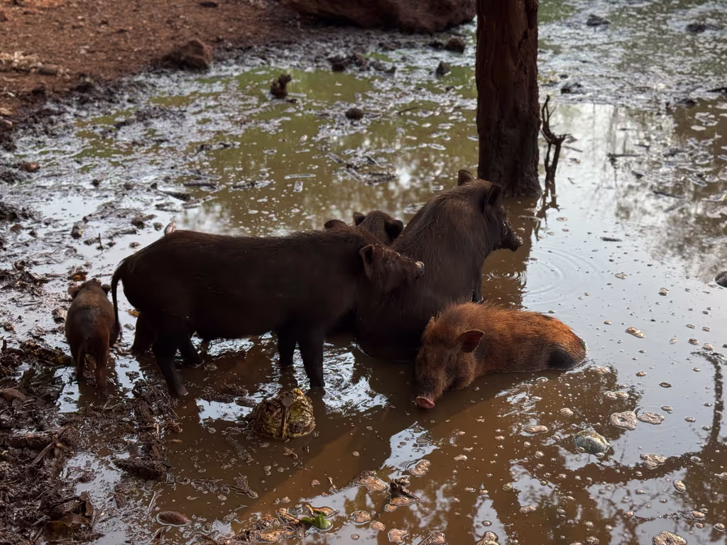 Bangkok Private Tour - Experience a genuine connection with animals in a