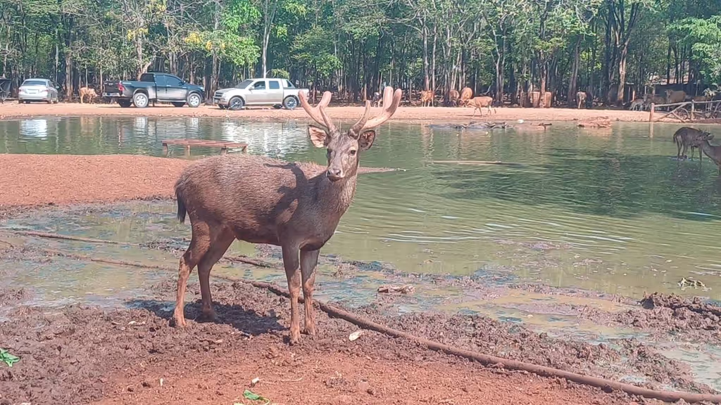 Bangkok Private Tour - Experience a genuine connection with animals in a