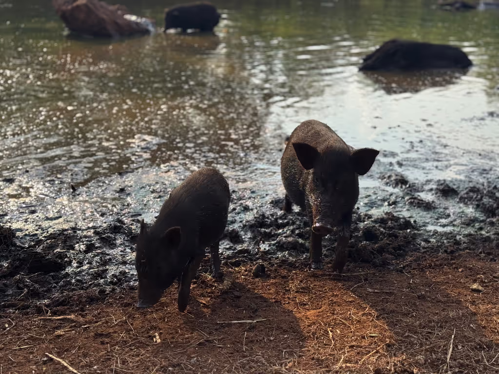 Bangkok Private Tour - 