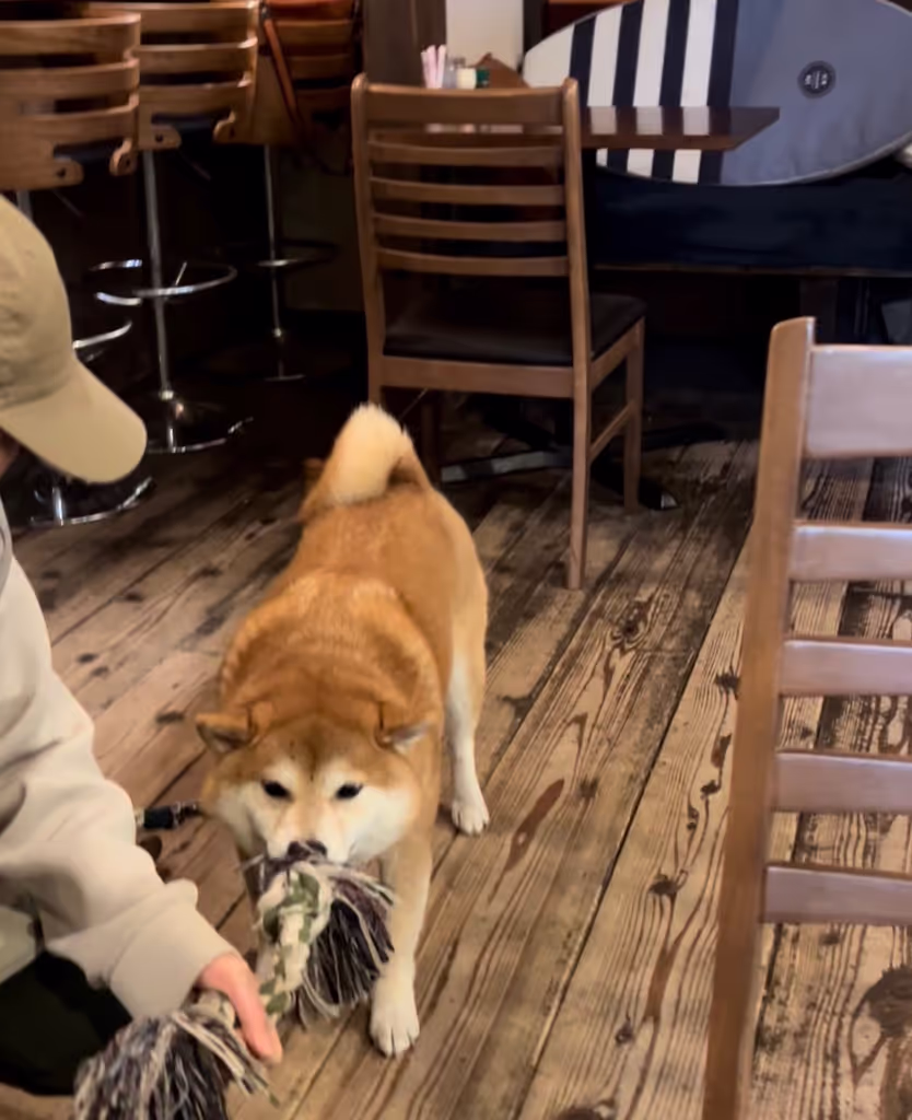 Kobe Private Tour - You’ll get to meet an adorable dog