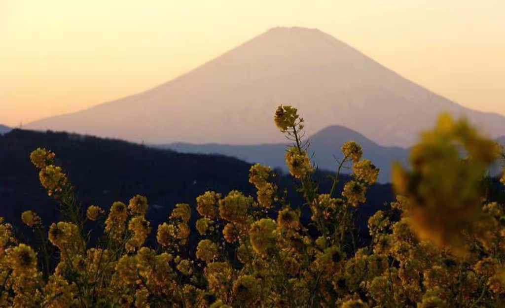 Kanagawa Private Tour - Viewing Mt. Fuji from Mt. Azuma