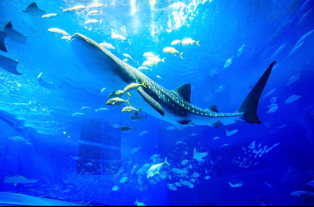 Okinawa Main Island Private Tour - 