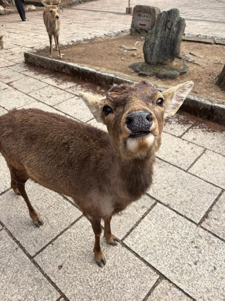 Nara Private Tour - 