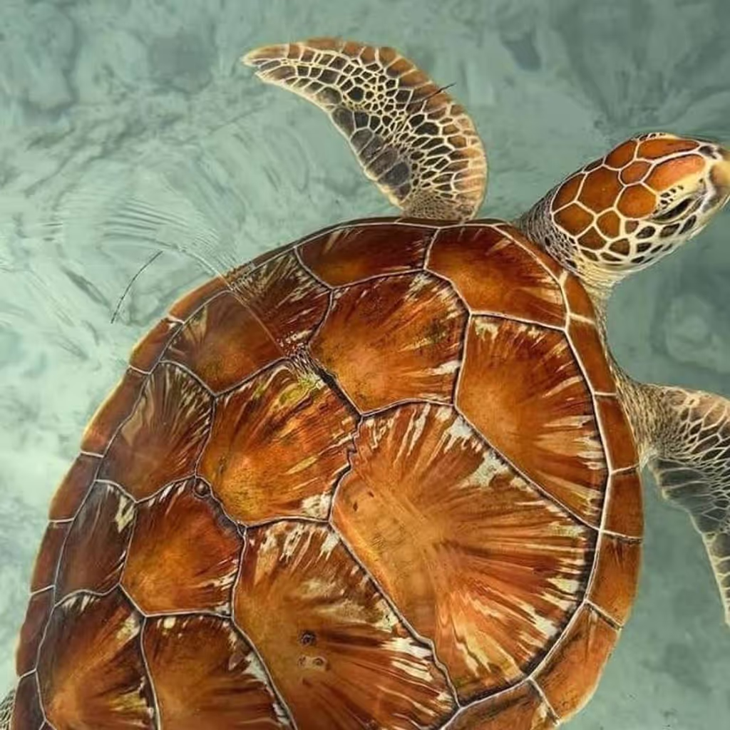 Zanzibar Private Tour - 