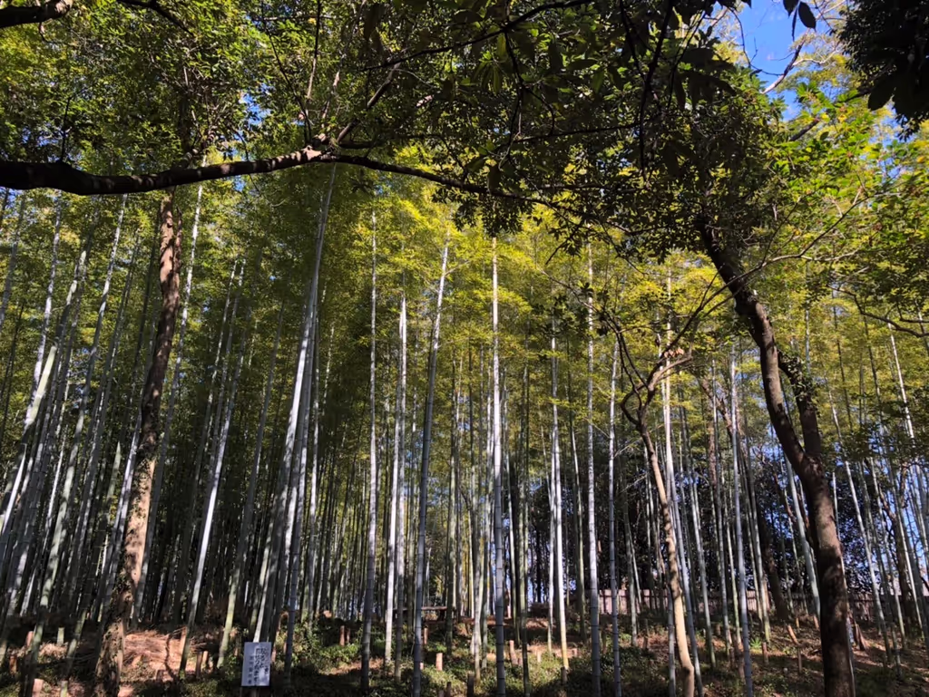 Kyoto Private Tour - Bamboo trees