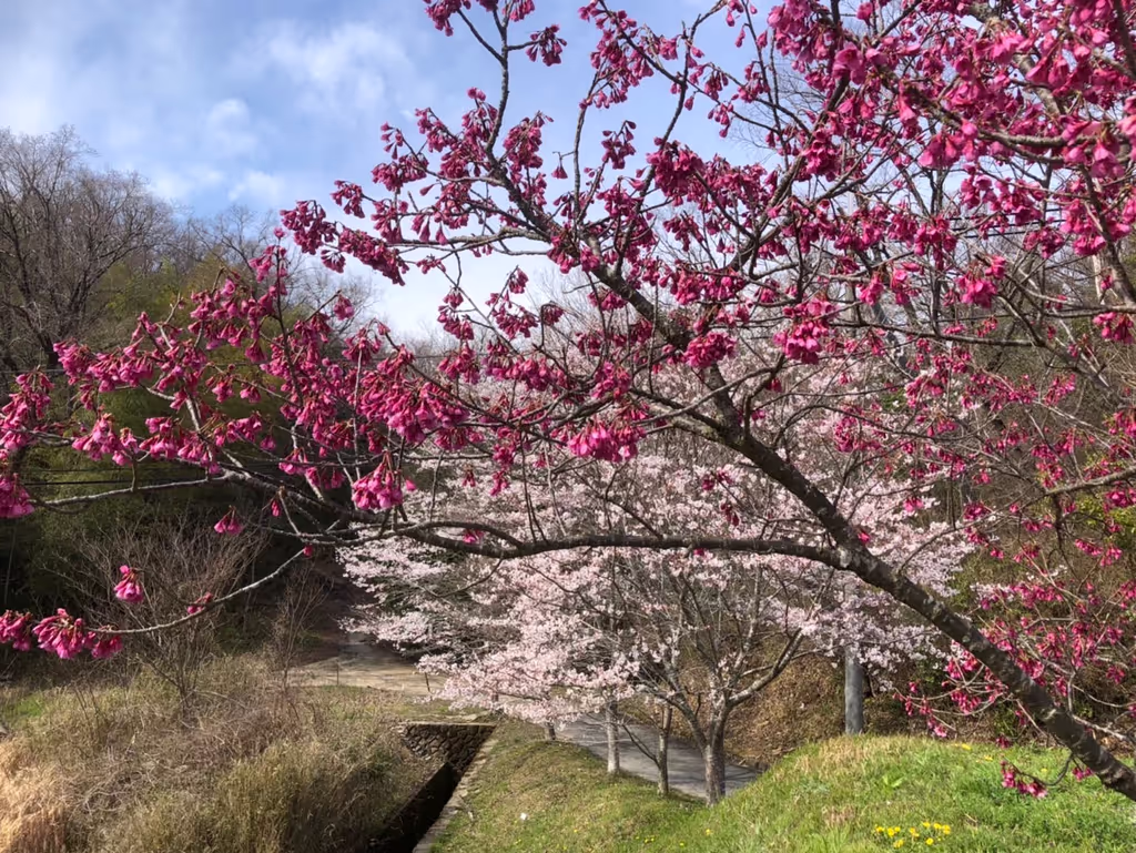 Kyoto Private Tour - Cheery cherry blossoms