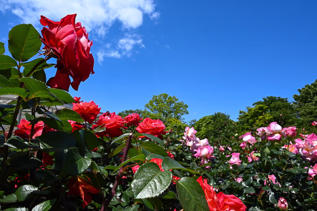 Kamakura Private Tour - Kanagawa Prefectural Ofuna Botanical Garden