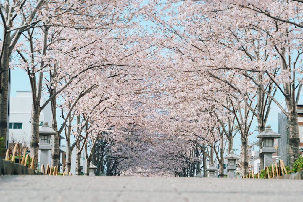 Kamakura Private Tour - Cherry blossoms in Dankazura