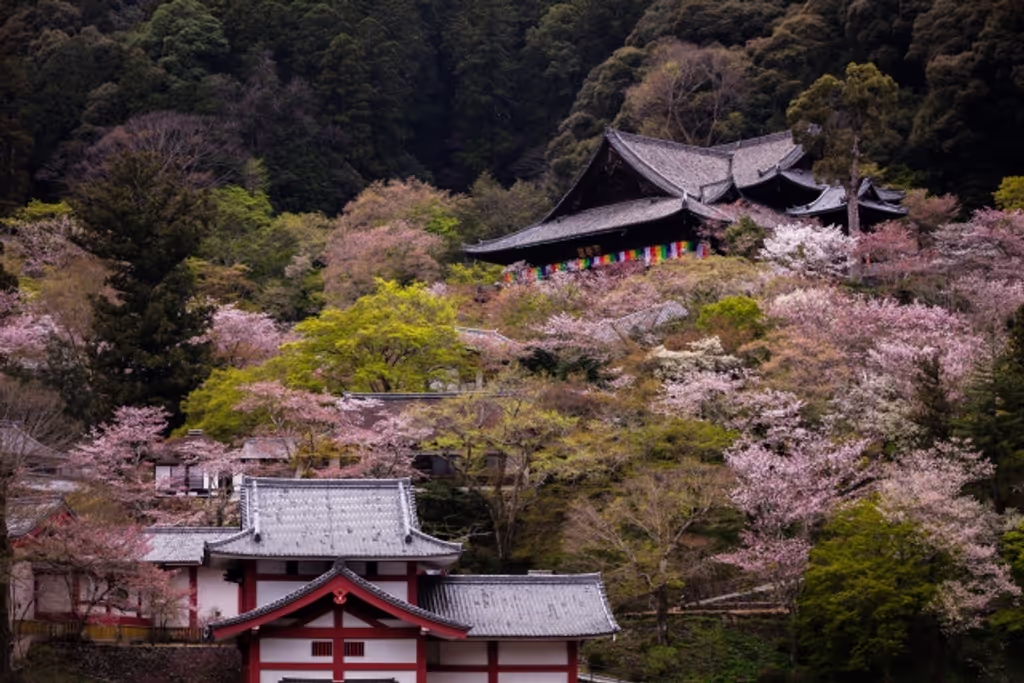 Nara Private Tour - Cherry Blossoms at Hasedera Temple
