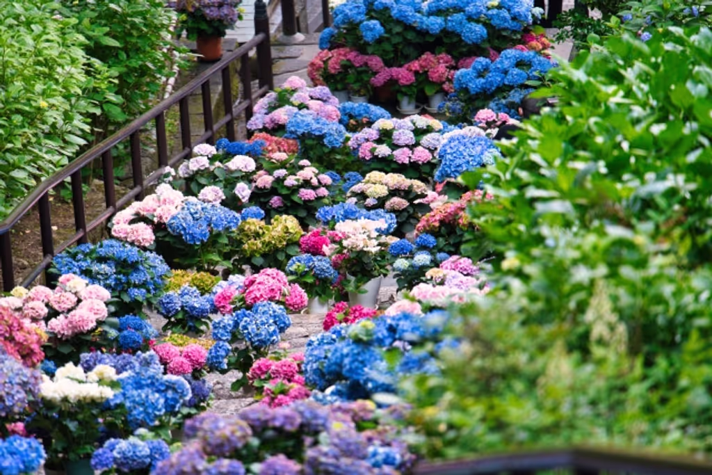 Nara Private Tour - The Hydrangea Stairway at Hasedera Temple