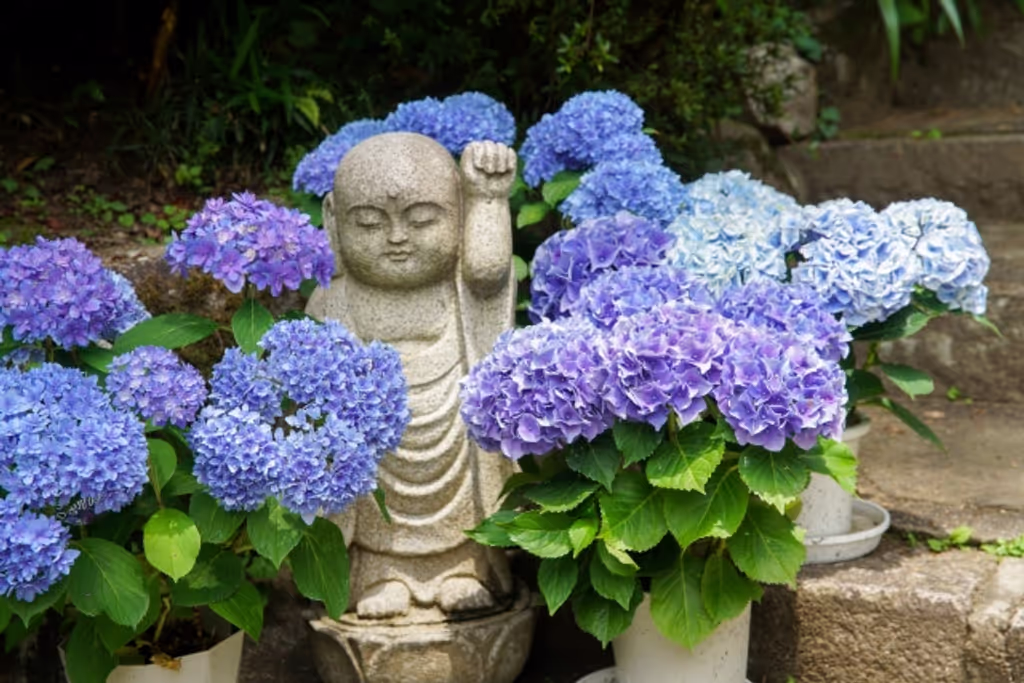 Nara Private Tour - Hydrangeas and a Jizo Statue at Okadera Temple