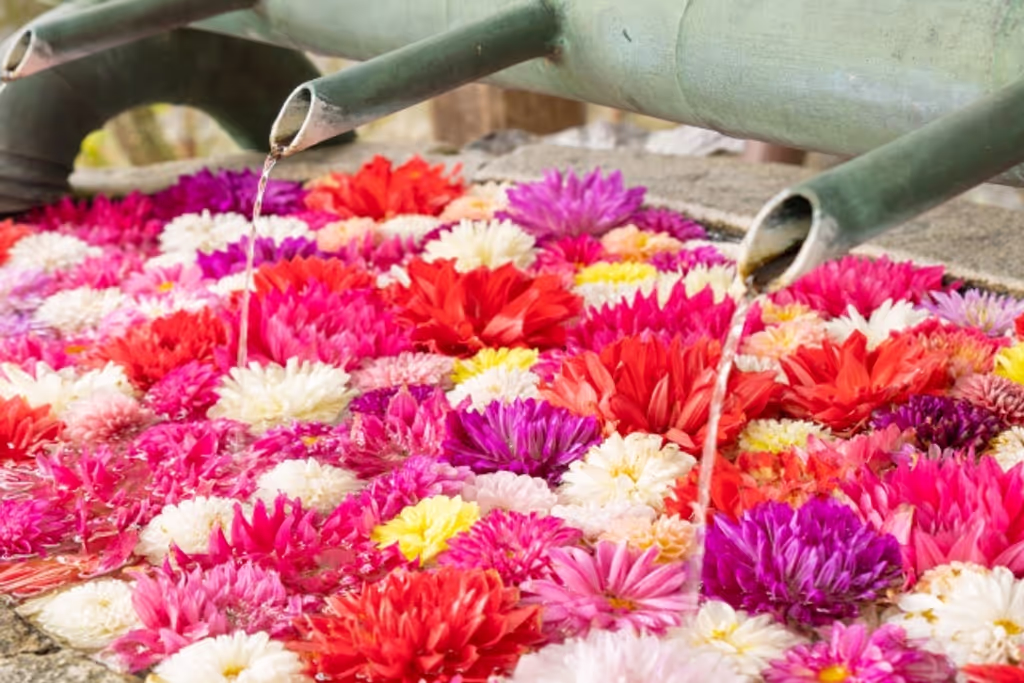 Nara Private Tour - Dahlia Flower Water Basin at Okadera Temple