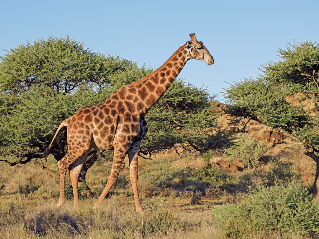 Dakar Private Tour - Giraffe in the wild