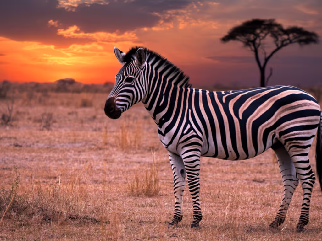 Dakar Private Tour - Zebra at sunset in the savannah