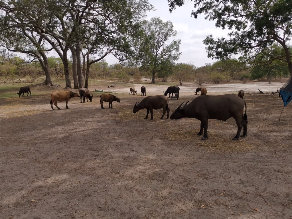 Dakar Private Tour - Buffalo herd in the reserve