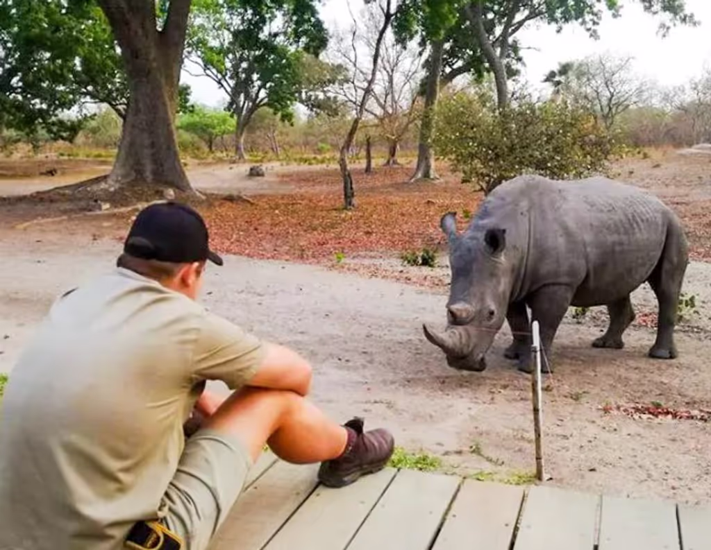 Dakar Private Tour - Close encounter with a rhinoceros