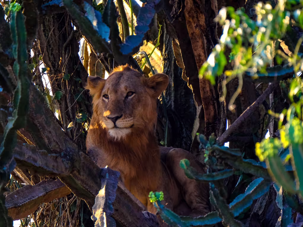 Dakar Private Tour - Walking with lions at Fathala Reserve