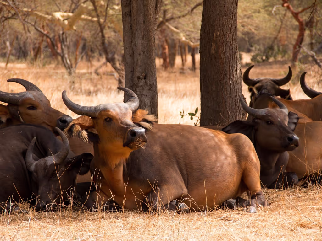 Dakar Private Tour - Buffalo herd resting in the shade
