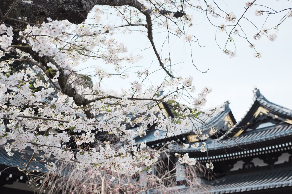 Kamakura Private Tour - Cherry blossoms in Hase temple