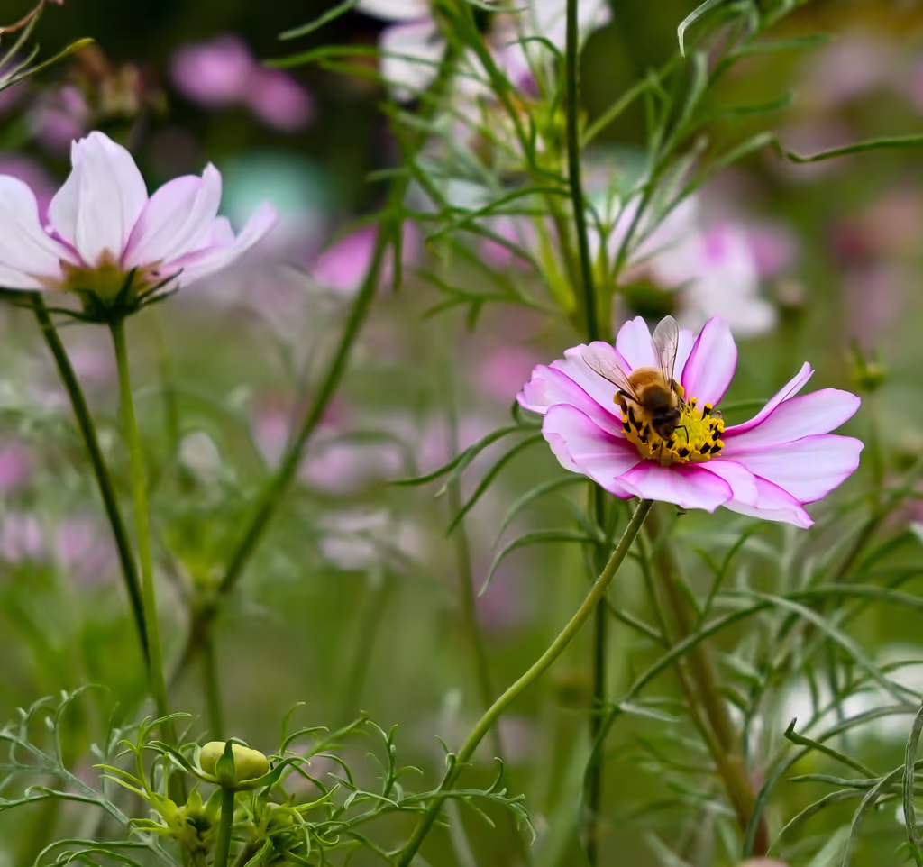 Kanagawa Private Tour - Hamarikyu Gardens