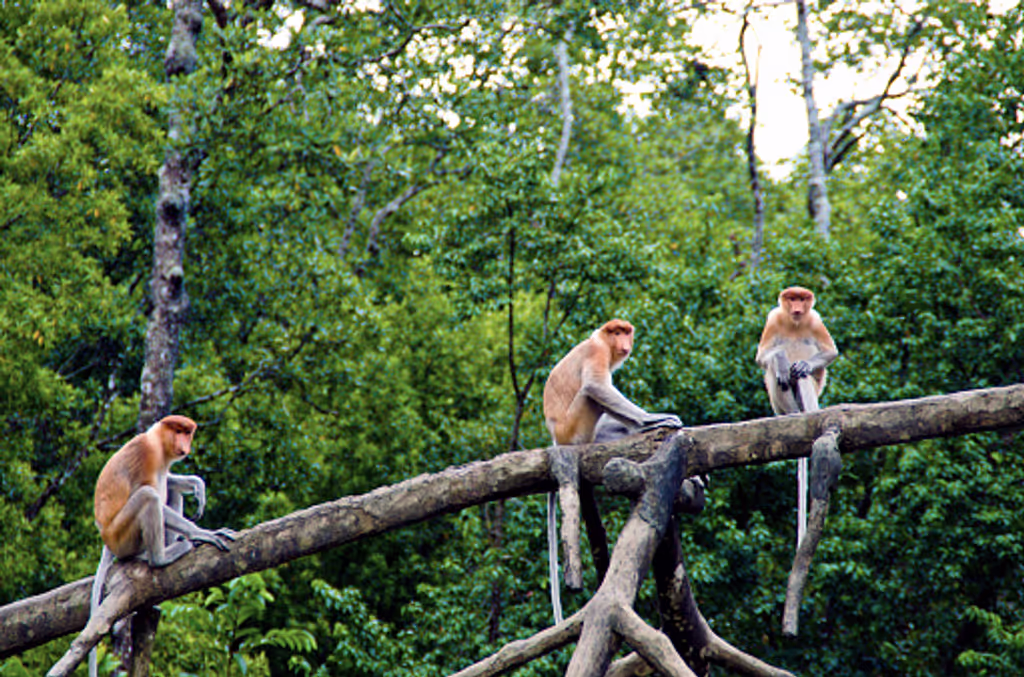 Bandar Seri Begawan Private Tour - 