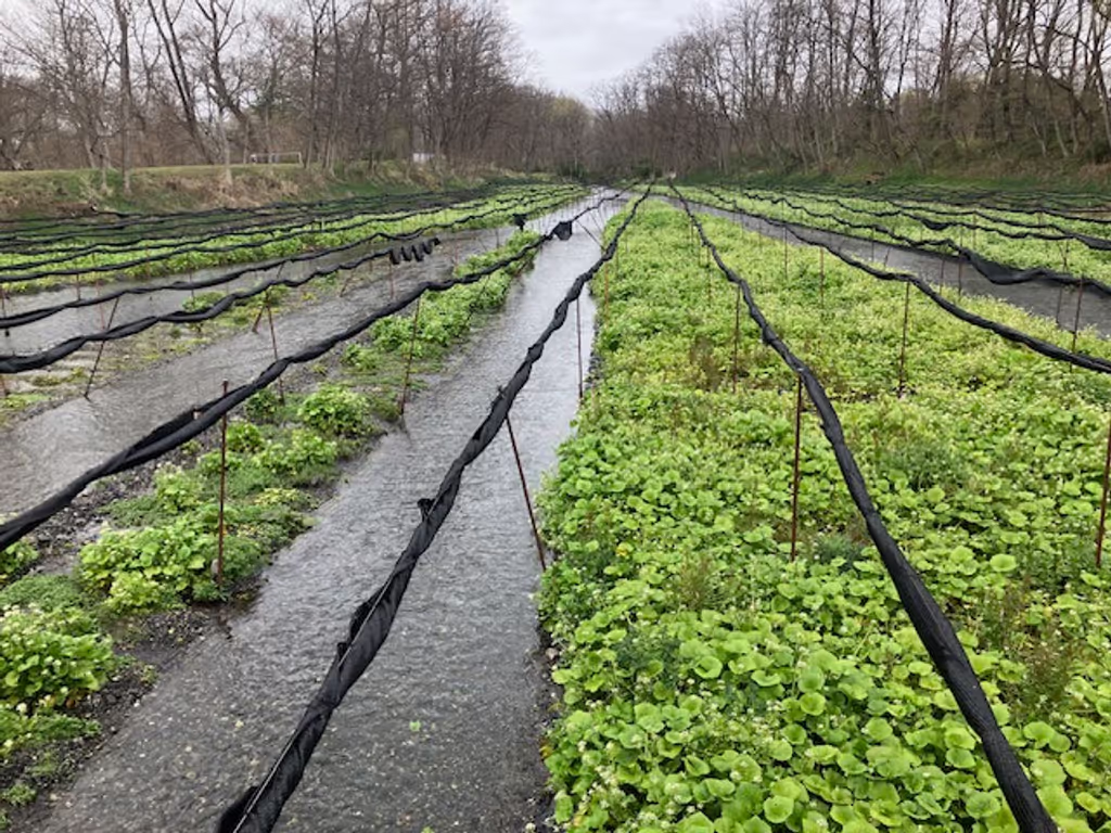 Nagano Private Tour - Wasabi Fields in Daio Wasabi Farm