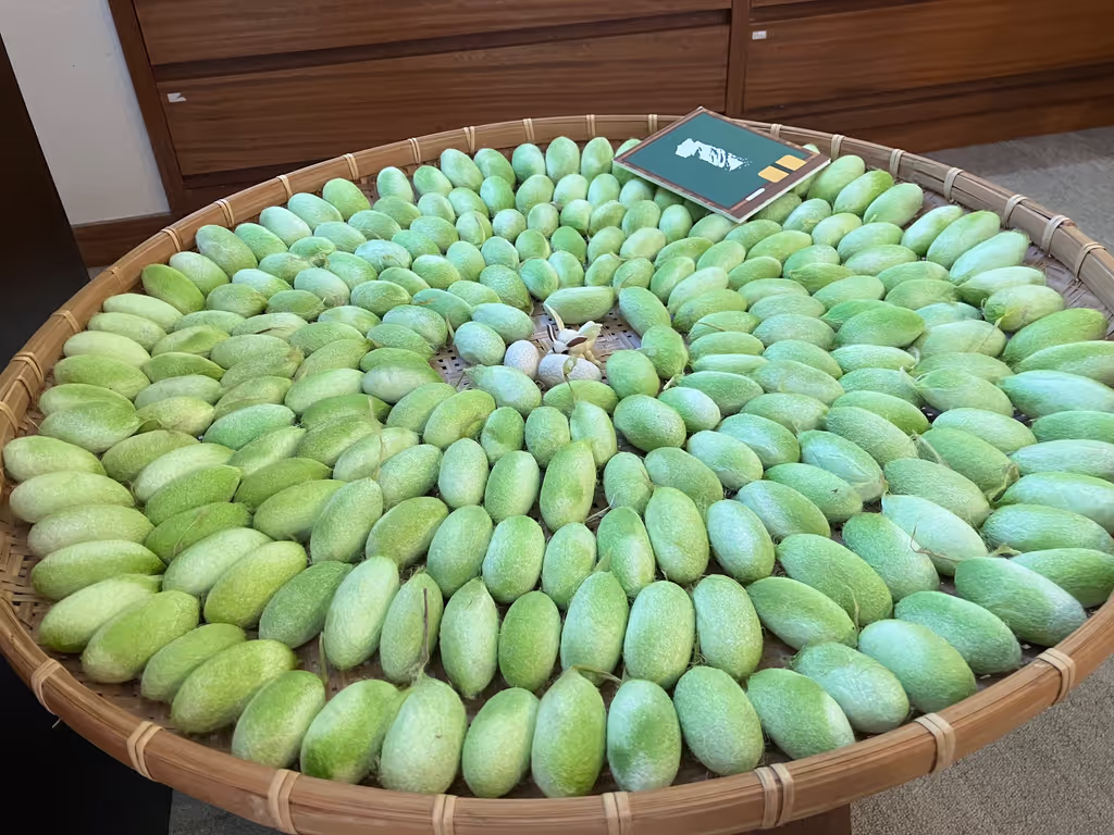 Nagano Private Tour - Cocoon of Wild Silkworm