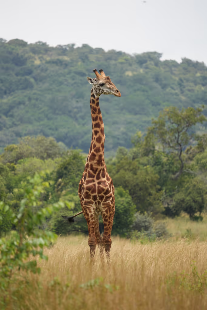 Kibungo Private Tour - Giraffe