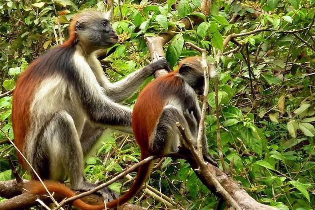 Zanzibar Private Tour - 