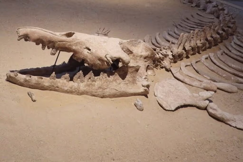 Cairo Private Tour - 