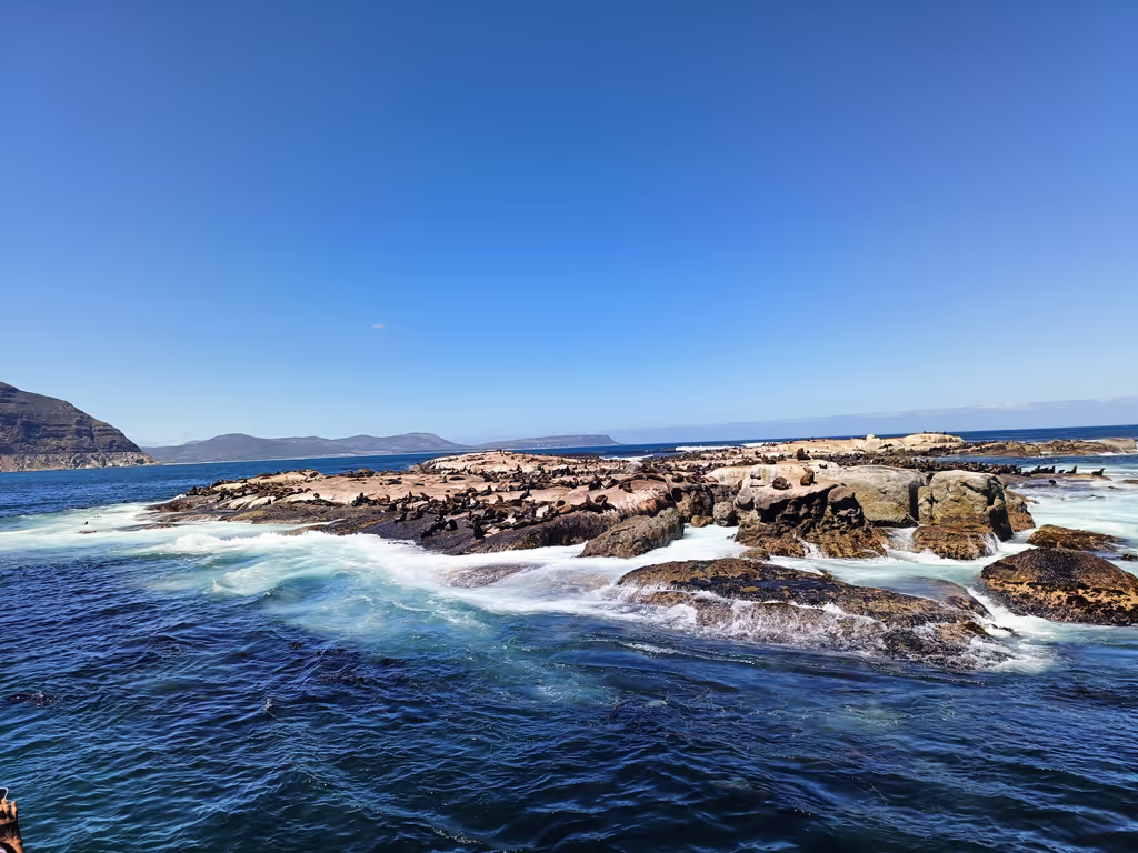 Cape Town Private Tour - Seal Island