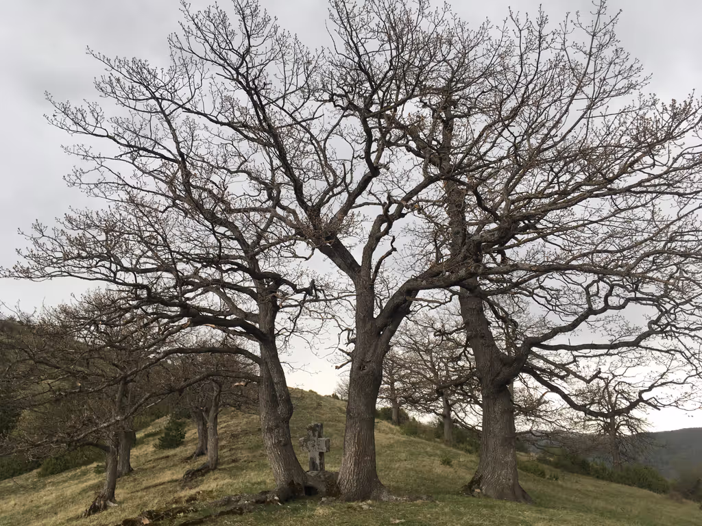 Tbilisi Private Tour - Ancient shrine in Algeti National Park