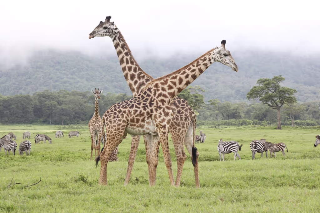 Arusha Private Tour - 