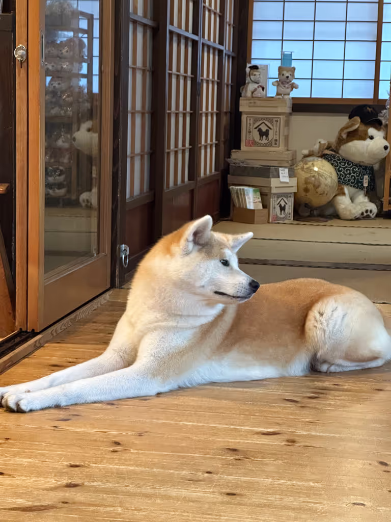 Akita Private Tour - Akita Dog
