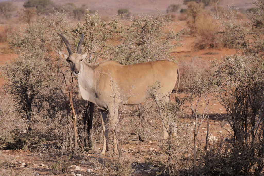 Cape Town Private Tour - Eland