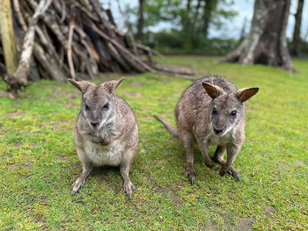 Cardiff Private Tour - 