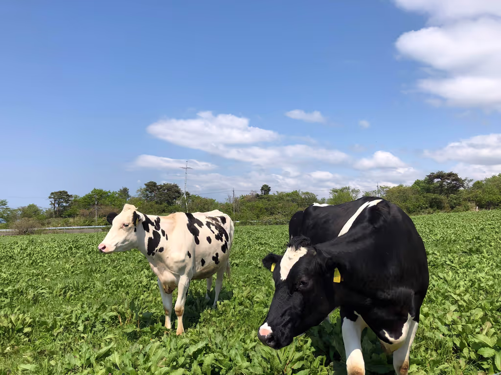Toyama Private Tour - Scenic pasture