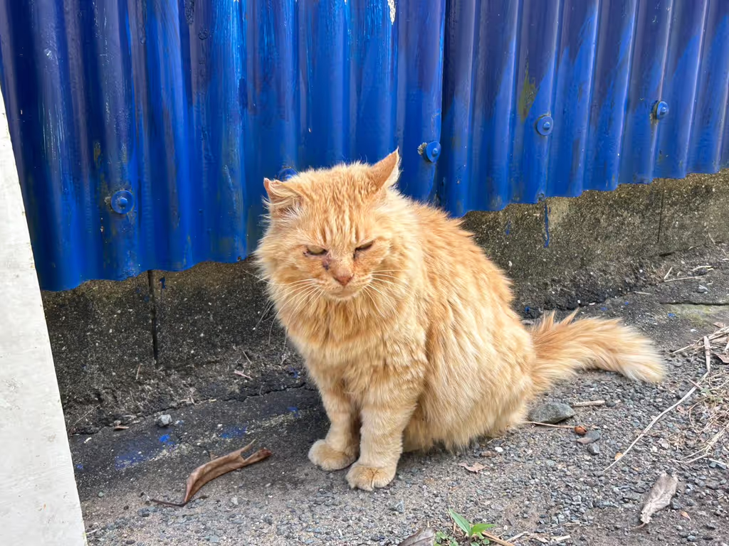 Fukuoka Private Tour - 