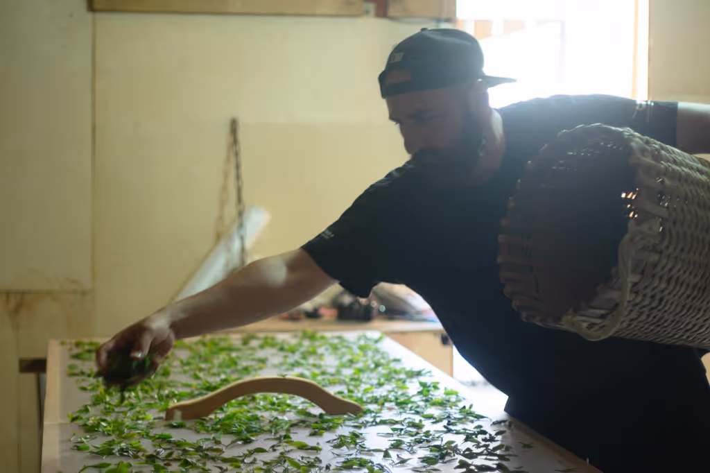 Tbilisi Private Tour - Tea production