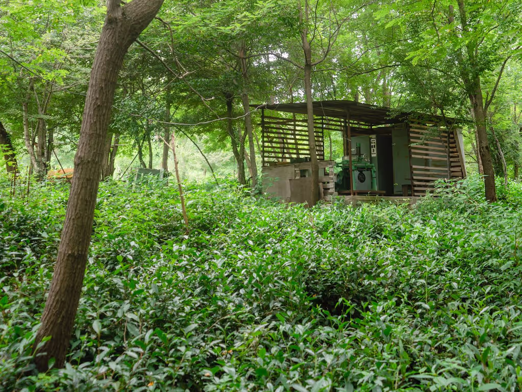 Tbilisi Private Tour - Micro-factory in the tea plantation