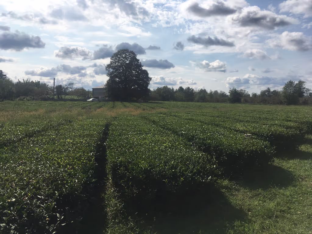 Tbilisi Private Tour - Tea bushes in an open plantation style
