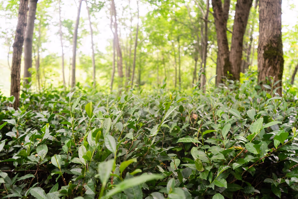 Tbilisi Private Tour - Tea bushes in an acacia forest
